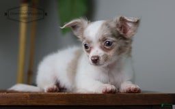 Chihuahua dogs for sale: Cyrus - Image 6