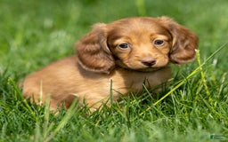Miniature Dachshund dogs for sale: Crystal - Image 11