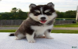 Pomsky dogs for sale: Libby - Image 4