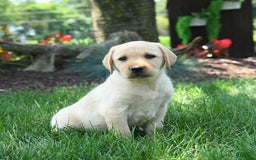 Labrador Retriever dogs for sale: Whitney - Image 2