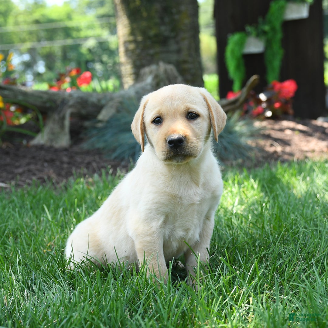 Labrador Retriever dogs for sale: Whitney - Image 2