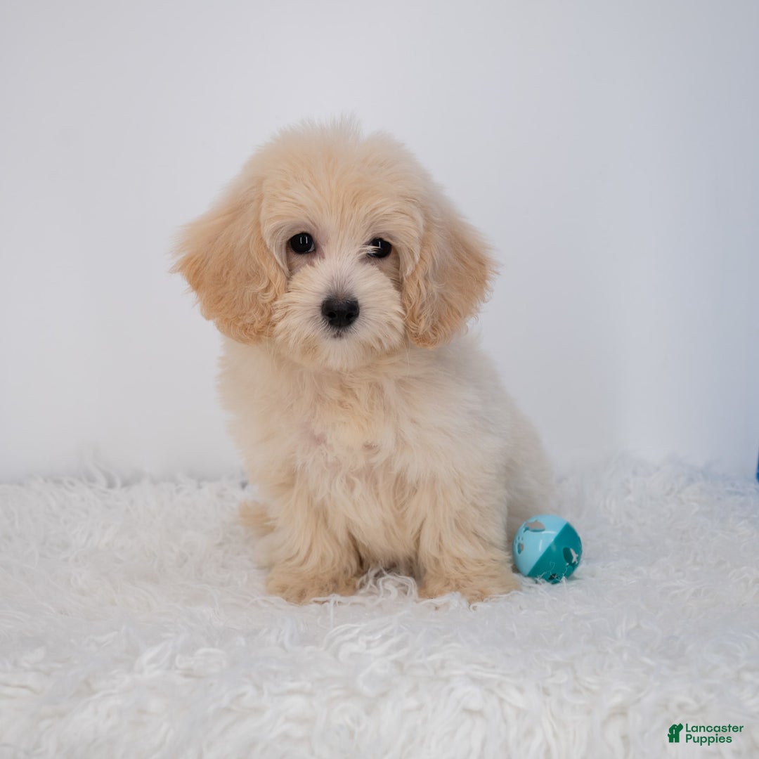 Maltipoo dogs for sale: Rebecca - Image 29