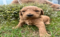 Goldendoodle dogs for sale: Maple - Image 3
