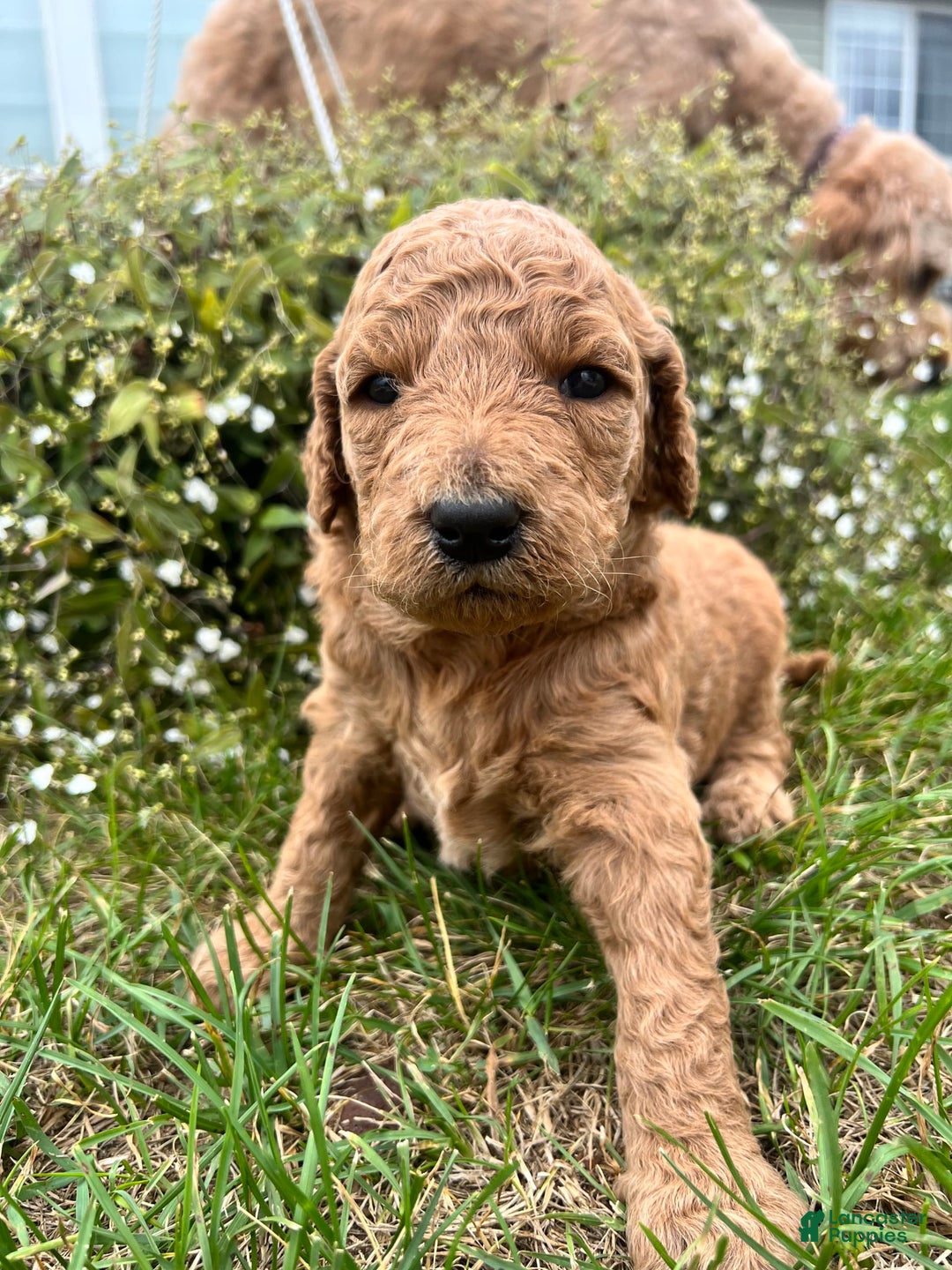 Goldendoodle dogs for sale: Maple - Image 3