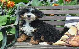 Mini Bernedoodle dogs for sale: Boscoe - Image 8