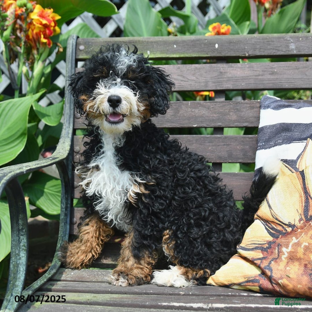 Mini Bernedoodle dogs for sale: Boscoe - Image 8