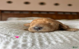 Goldendoodle dogs for sale: Maple - Image 2