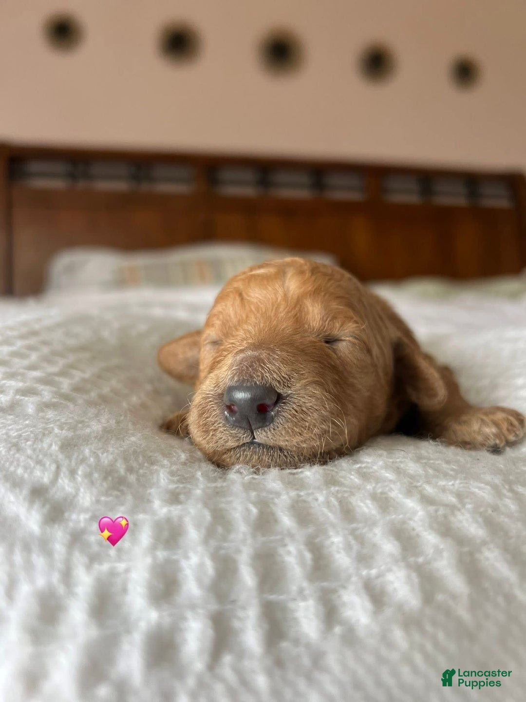 Goldendoodle dogs for sale: Maple - Image 2