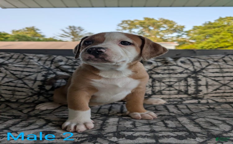 American Bulldog dogs - Advert 8
