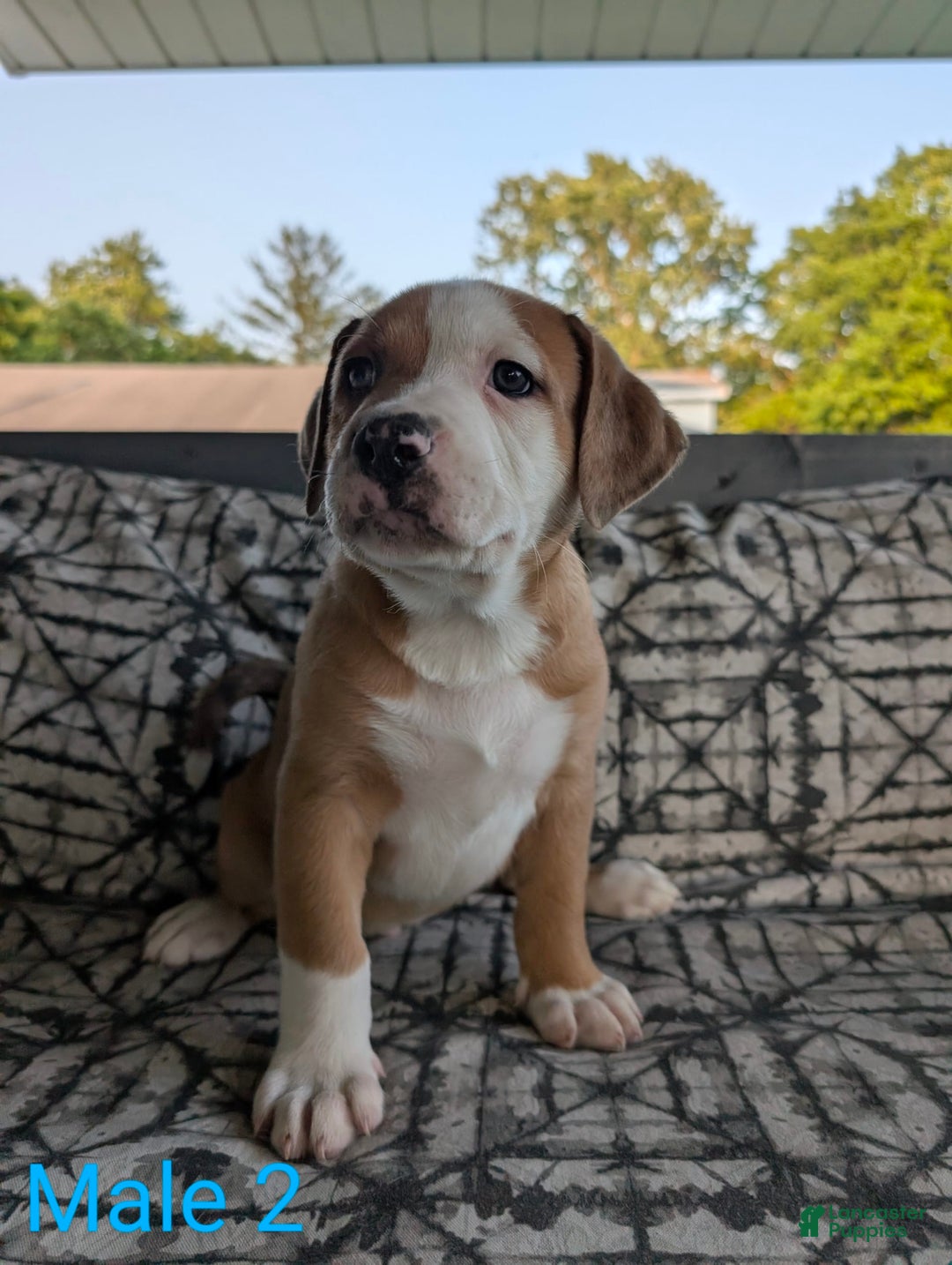 American Bulldog dogs for sale: Male 2 - Image 1