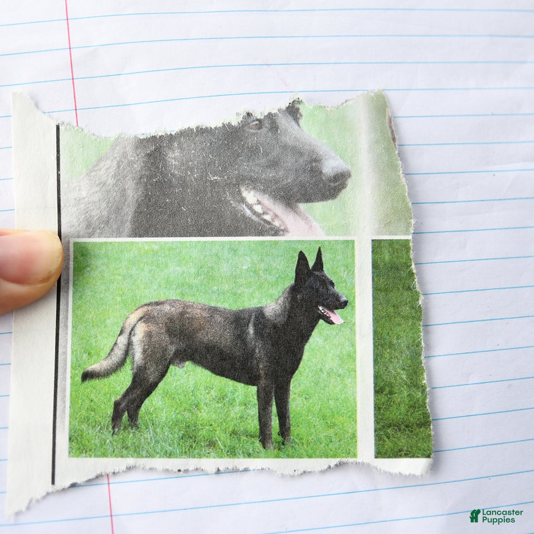 Belgian Malinois dogs for sale: Apple - Image 7