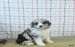 Mini Aussiedoodle dogs for sale: Atlas - Image 17