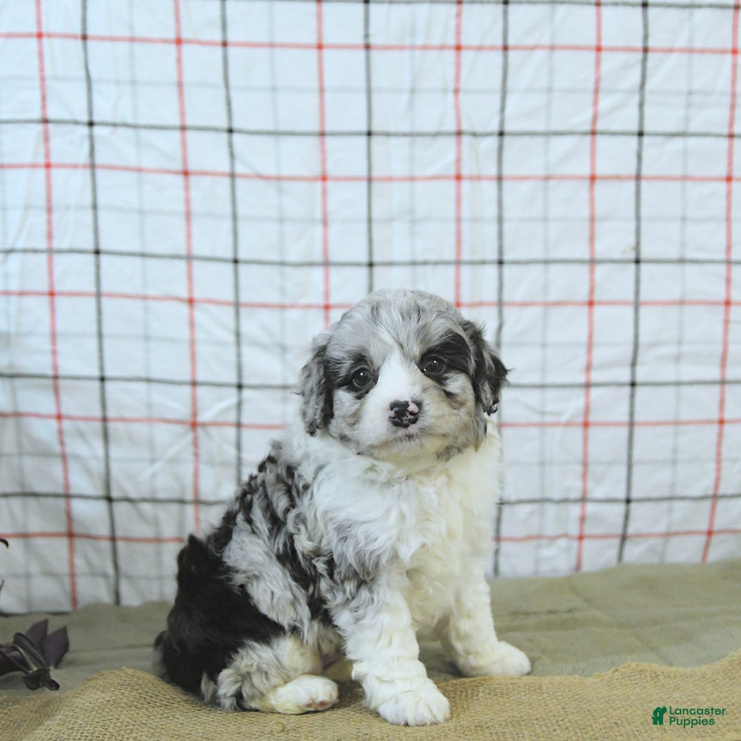 Mini Aussiedoodle dogs for sale: Atlas - Image 17
