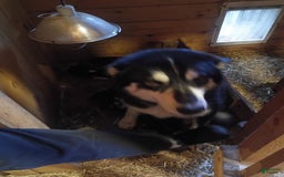 Alaskan Malamute dogs for sale: Puppy 1 - Image 8