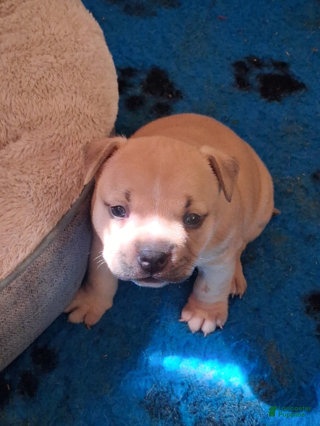 American Bully dogs for sale: Foxtrot - Image 6