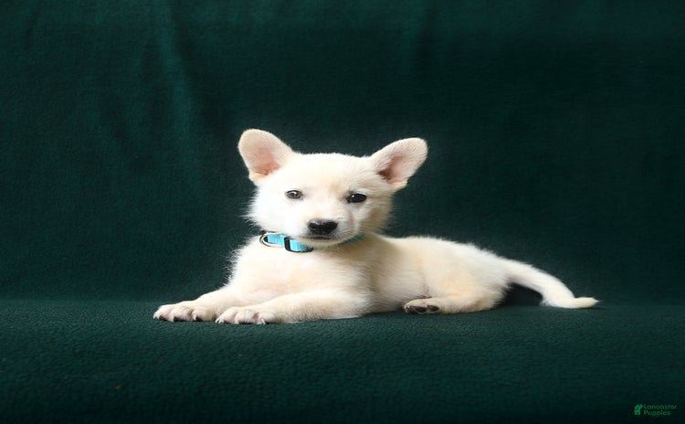 American Eskimo dogs for sale - Ad 5