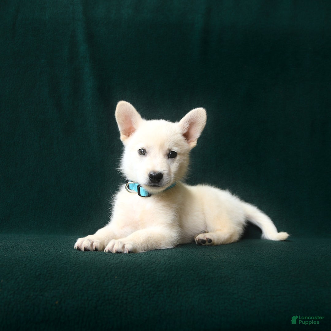 American Eskimo dogs for sale: Sterling - Image 1