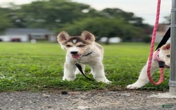 Alaskan Malamute dogs for sale: Sanji - Image 10