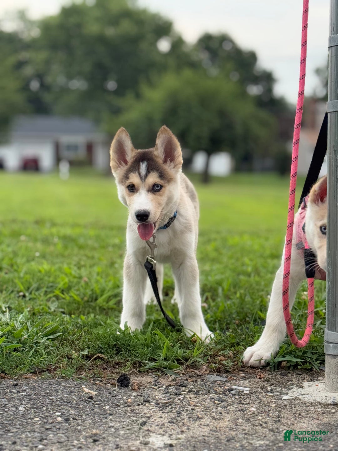 Alaskan Malamute dogs for sale: Sanji - Image 10