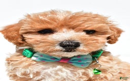 Maltipoo dogs for sale: Deon - Image 3