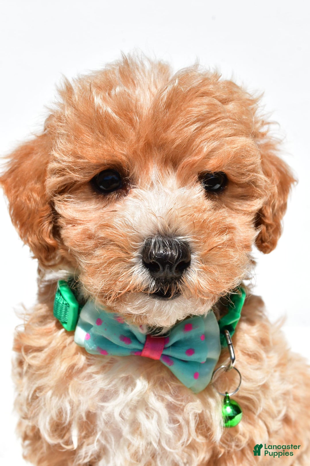 Maltipoo dogs for sale: Deon - Image 3
