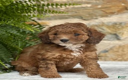Mini Aussiedoodle dogs for sale: Reece - Image 5