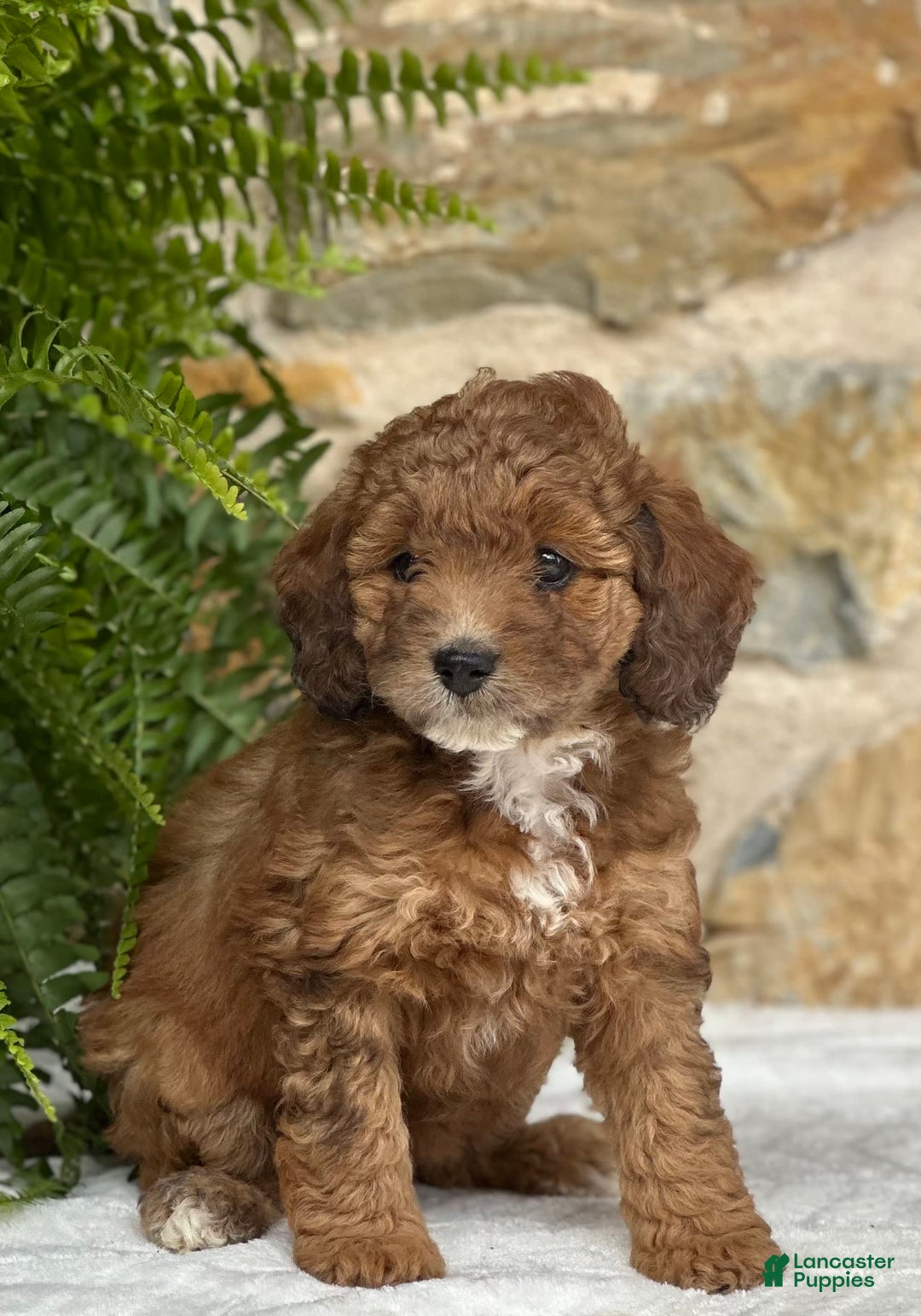 Mini Aussiedoodle dogs for sale: Reece - Image 5