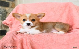 Welsh Corgi Pembroke dogs for sale: Valentino AKC - Image 3