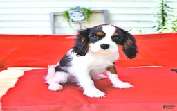 Cavalier King Charles Spaniel dogs for sale: Lola - Image 6