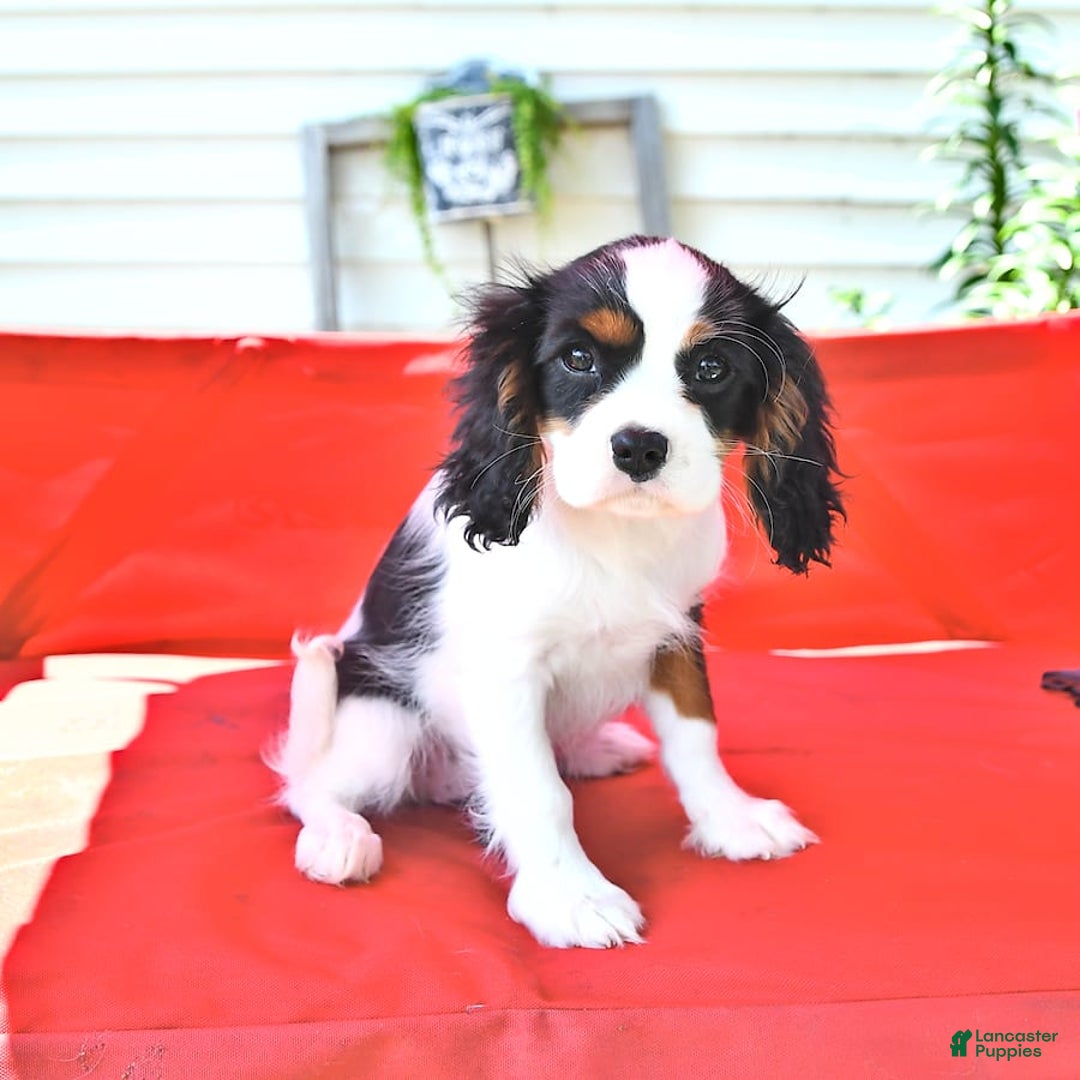 Cavalier King Charles Spaniel dogs for sale: Lola - Image 6