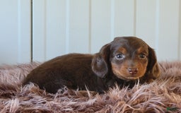 Miniature Dachshund dogs for sale: Roger - Image 6