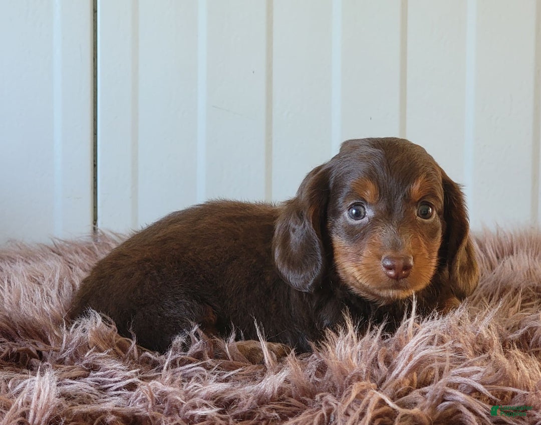 Miniature Dachshund dogs for sale: Roger - Image 6