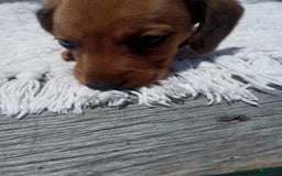 Miniature Dachshund dogs for sale: Barley - Image 3