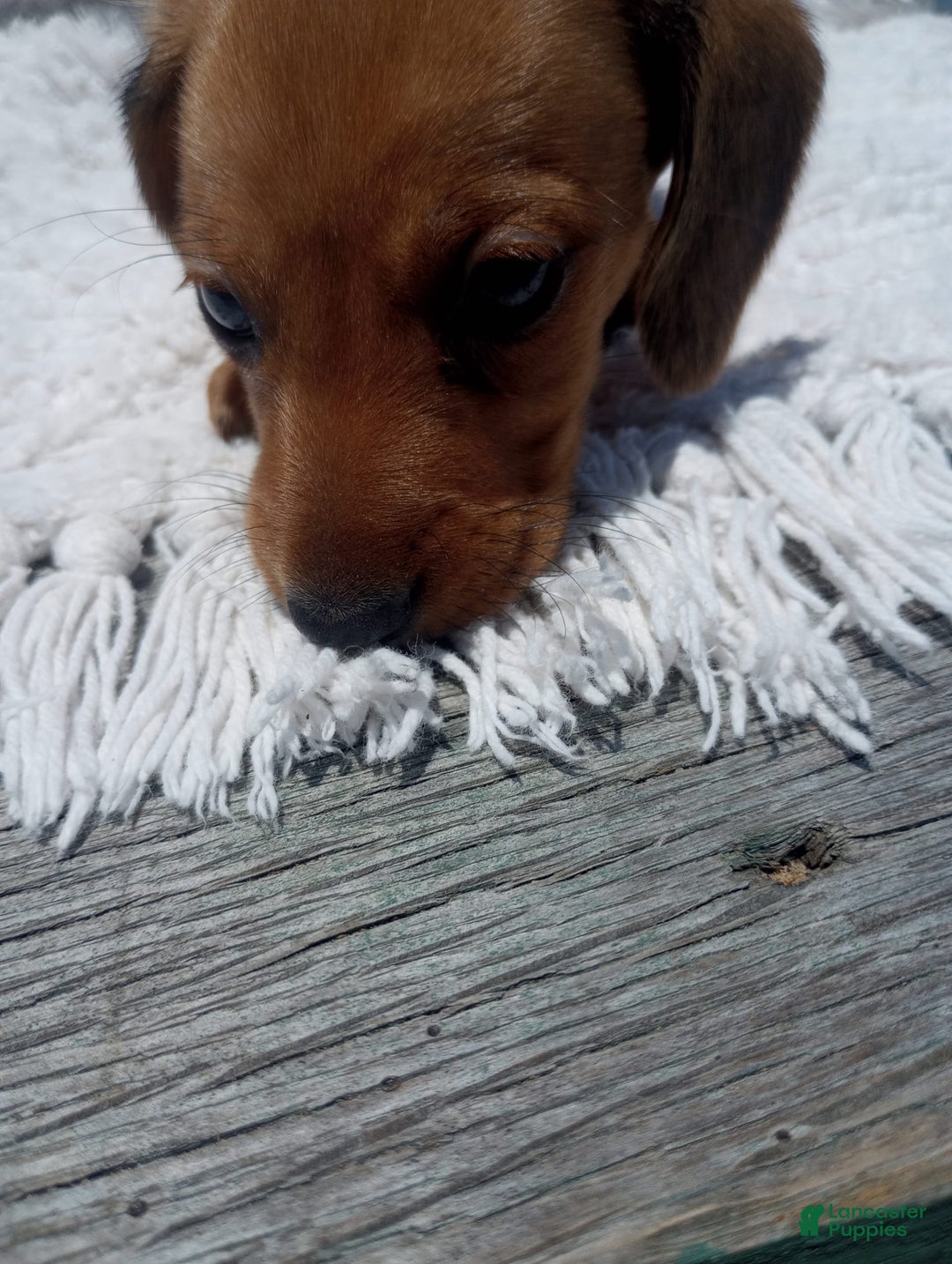 Miniature Dachshund dogs for sale: Barley - Image 3