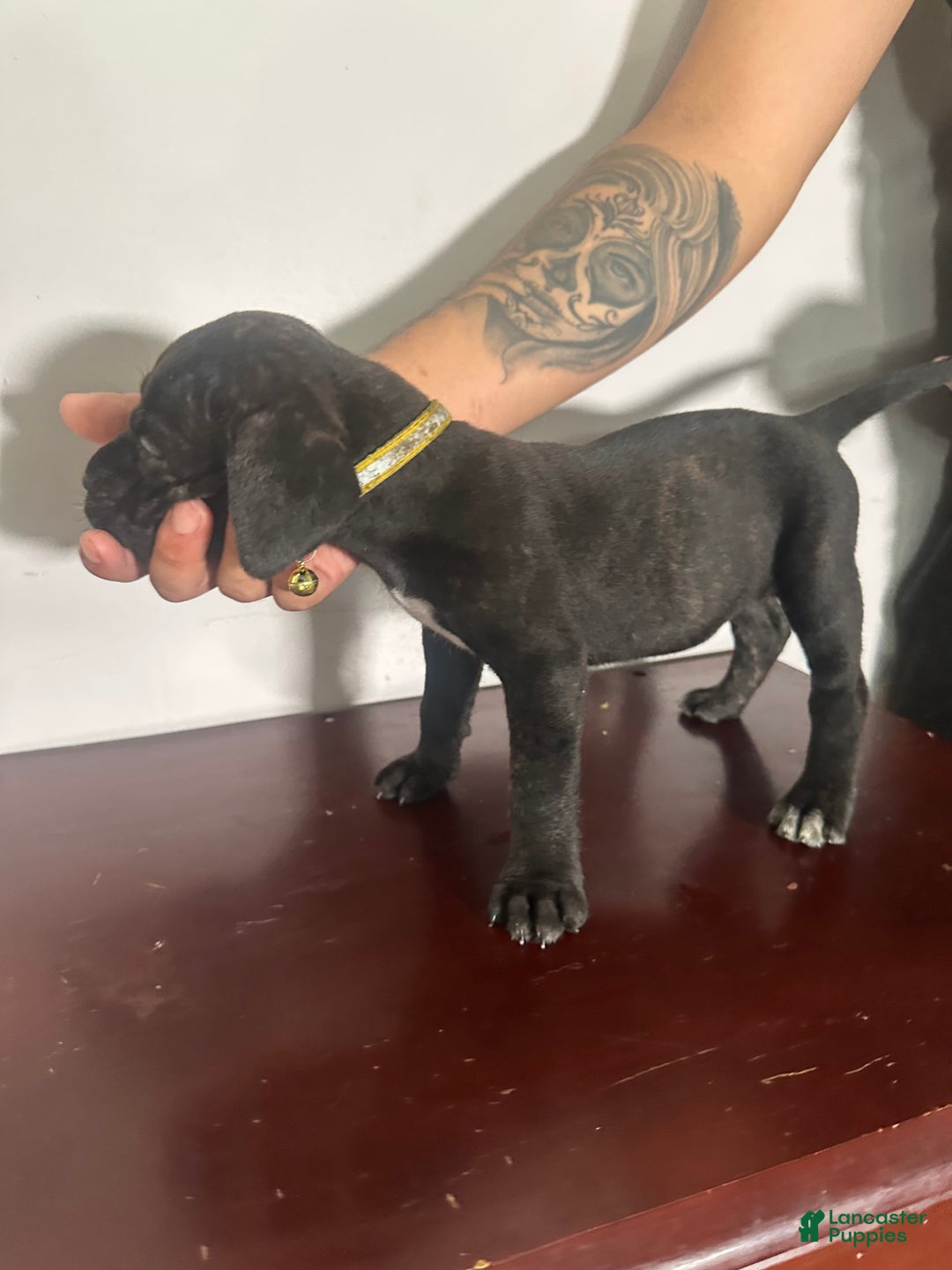 Cane Corso dogs for sale: Hazel - Image 2