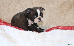 Boston Terrier dogs for sale: Dexter - Image 7