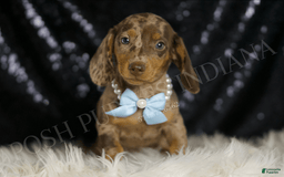 Miniature Dachshund dogs for sale: Teeter - Image 4