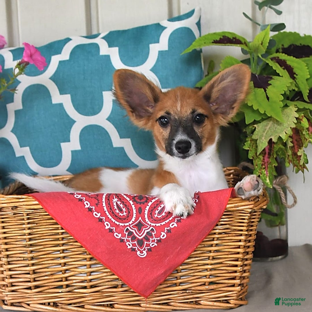 Papillon dogs for sale: Pluto - Image 4