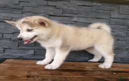 Pomsky dogs for sale: Silas - Image 8