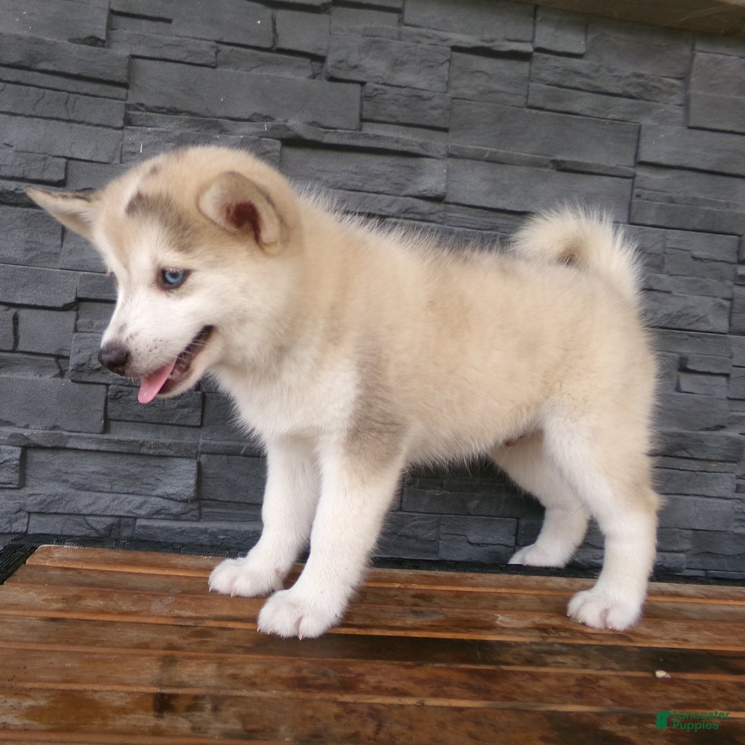 Pomsky dogs for sale: Silas - Image 8