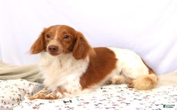 Miniature Dachshund dogs for sale: Ziggy - Image 6