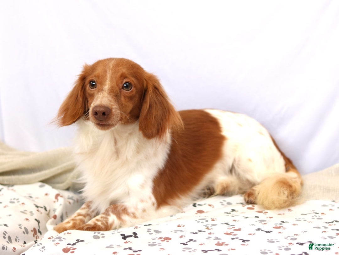 Miniature Dachshund dogs for sale: Ziggy - Image 6