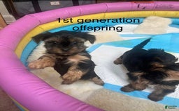 Yorkshire Terrier dogs for sale: Ella - Image 2