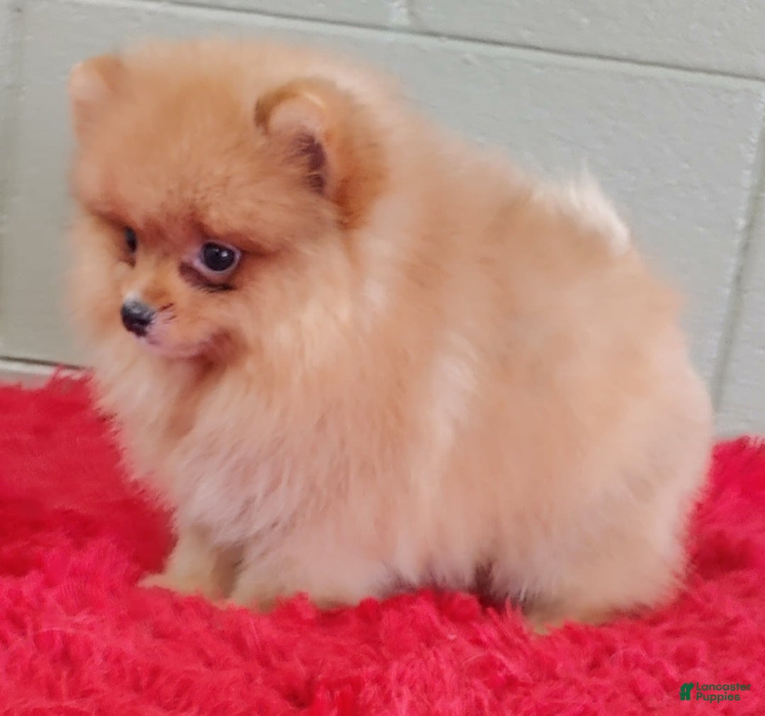 Pomeranian dogs for sale: Spanky - Image 7