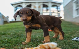 Doberman Pinscher dogs for sale: Duke - Image 4