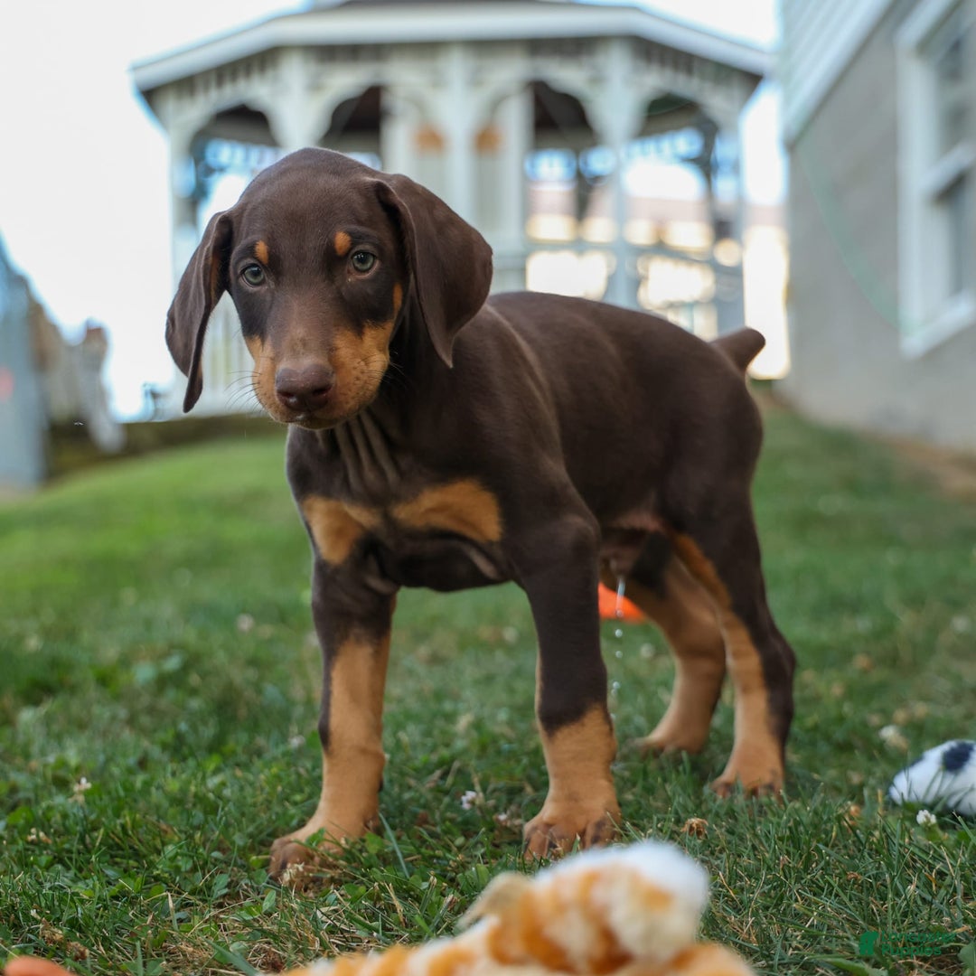 Doberman Pinscher dogs for sale: Duke - Image 4
