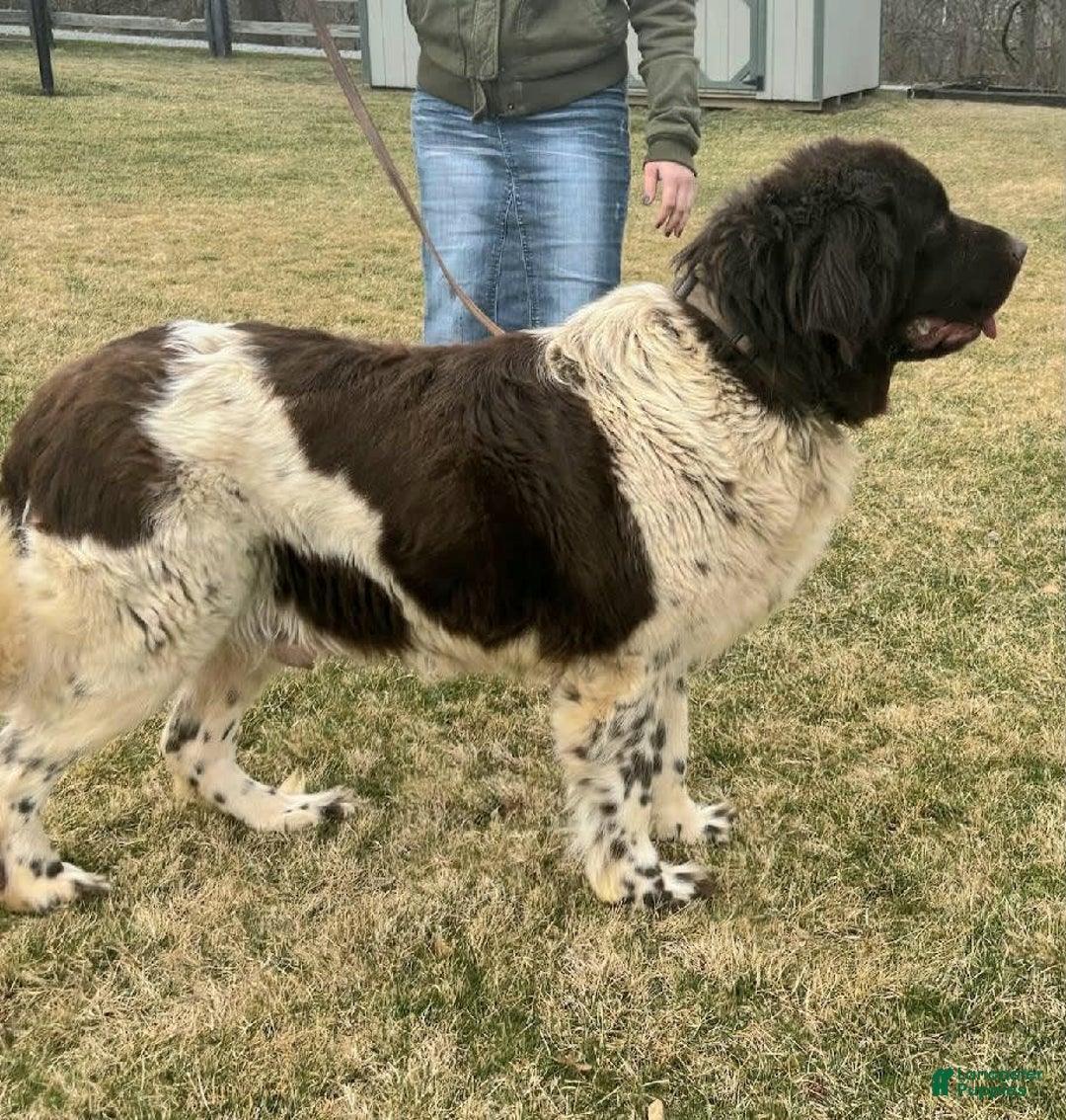 Newfypoo dogs for sale: Bernie - Image 6