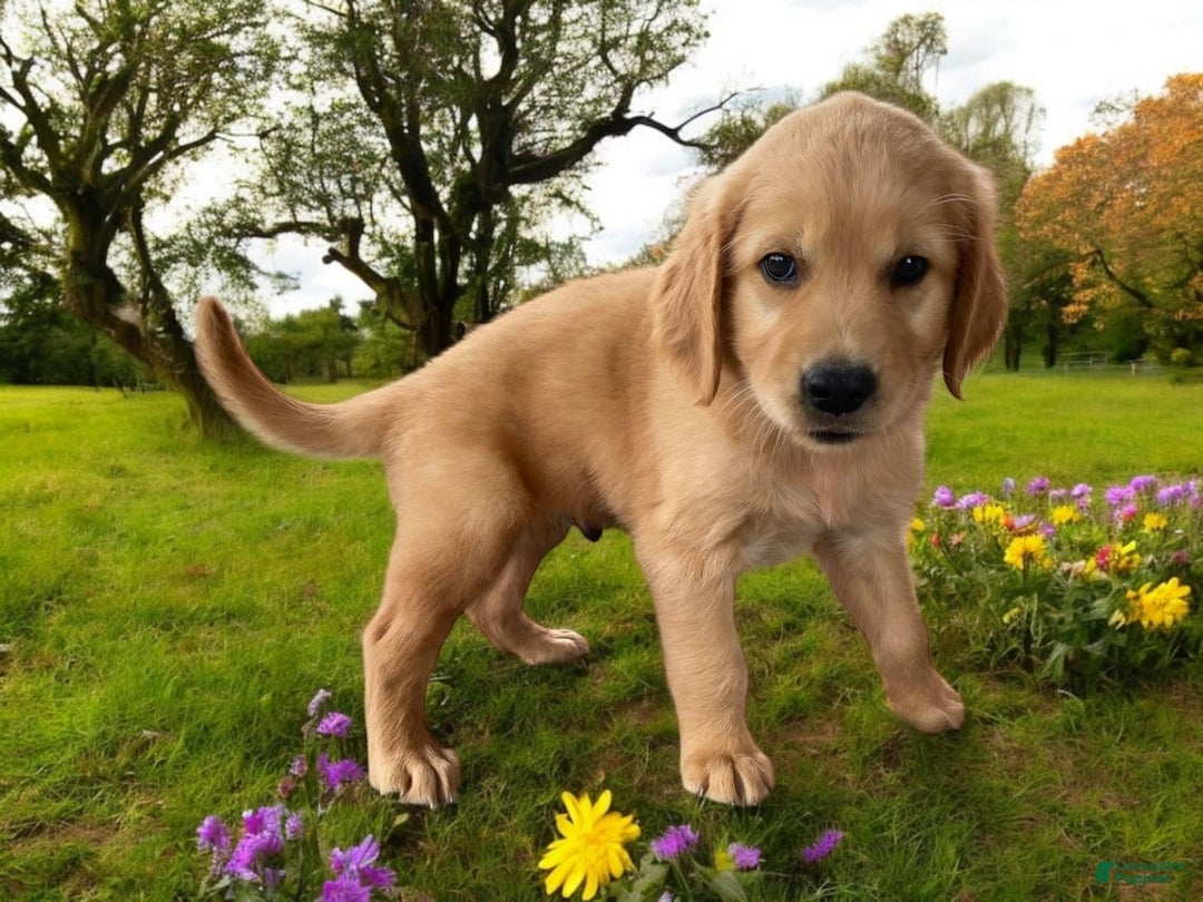 Golden Retriever dogs for sale: Sammy - Image 15