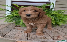 Goldendoodle dogs for sale: Cash - Image 18