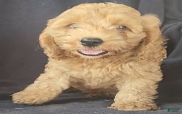 Cockapoo dogs for sale: Ben - Image 3